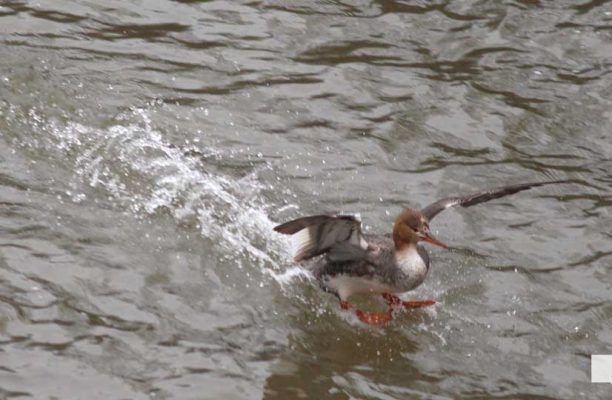 April 25, 2026 duck1311