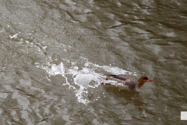 April 25, 2026 duck1312