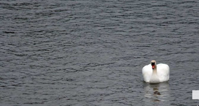 April 25, 2026 swan1313