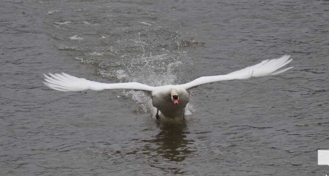 April 25, 2026 swan1314