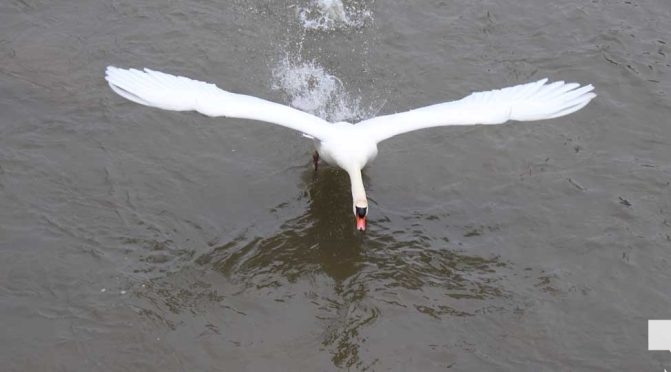 April 25, 2026 swan1315