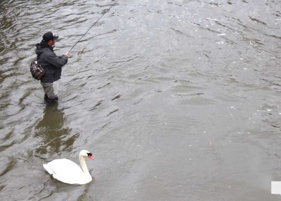 April 25, 2026 swan1316