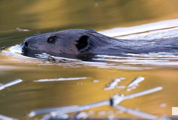 April 26, 2026 Nawautin Beaver1494