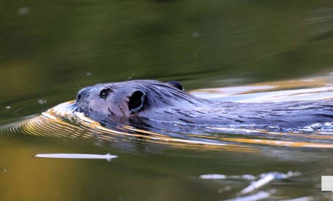 April 26, 2026 Nawautin Beaver1495