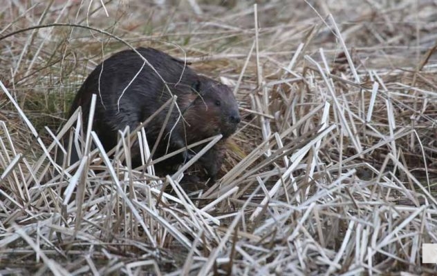 April 26, 2026 Nawautin Beaver1496