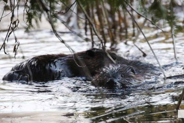 April 26, 2026 Nawautin Beaver1497