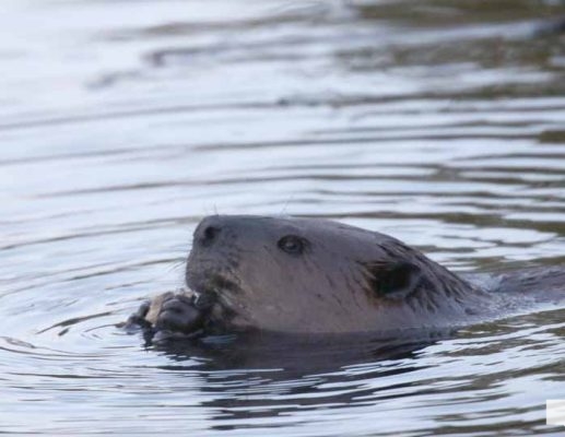 April 26, 2026 Nawautin Beaver1498