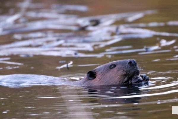 April 26, 2026 Nawautin Beaver1505