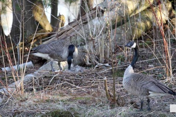 April 26, 2026 Nawautin Lake Ontario Geese Sunset1483