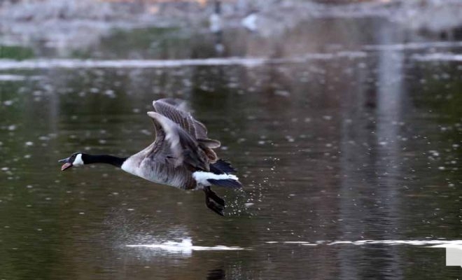 April 26, 2026 Nawautin Lake Ontario Geese Sunset1484