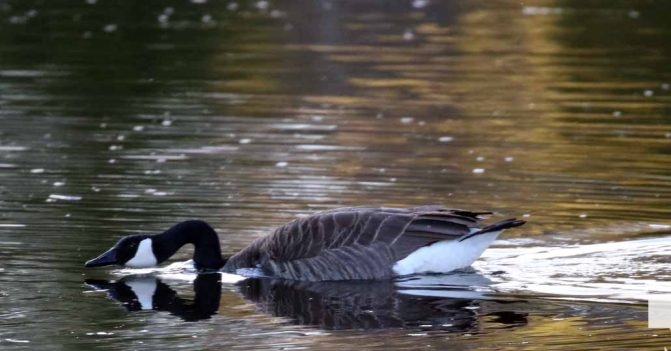 April 26, 2026 Nawautin Lake Ontario Geese Sunset1485