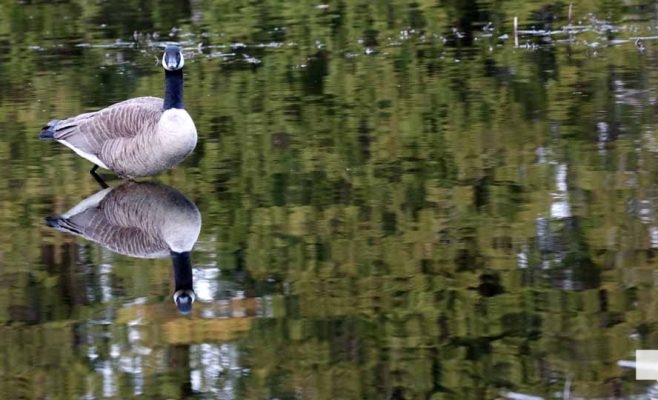 April 26, 2026 Nawautin Lake Ontario Geese Sunset1487