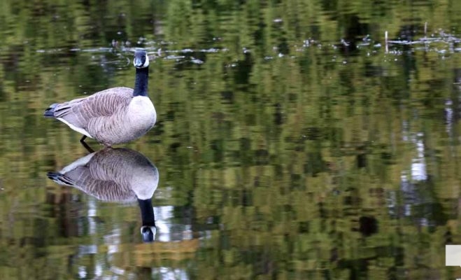 April 26, 2026 Nawautin Lake Ontario Geese Sunset1488