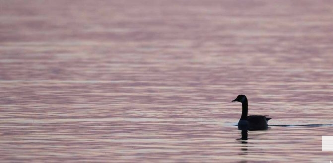 April 26, 2026 Nawautin Lake Ontario Geese Sunset1489