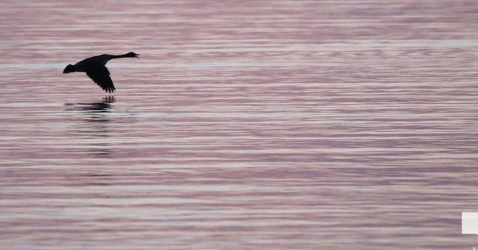 April 26, 2026 Nawautin Lake Ontario Geese Sunset1490