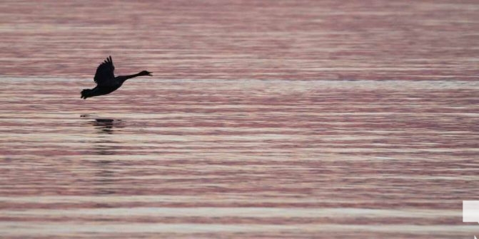 April 26, 2026 Nawautin Lake Ontario Geese Sunset1491