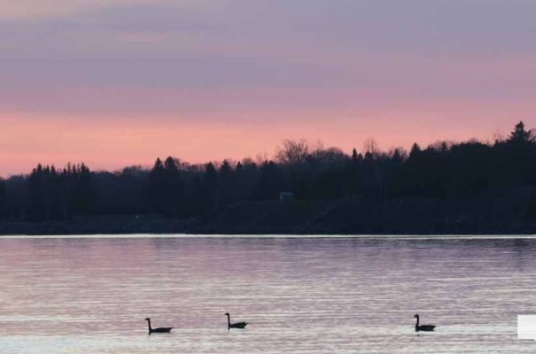 April 26, 2026 Nawautin Lake Ontario Geese Sunset1492