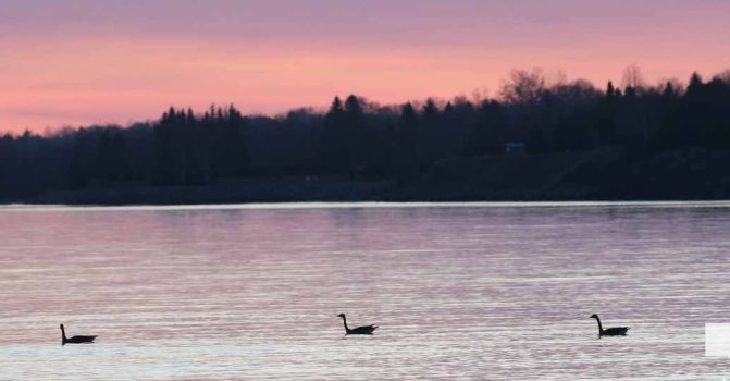 April 26, 2026 Nawautin Lake Ontario Geese Sunset1493