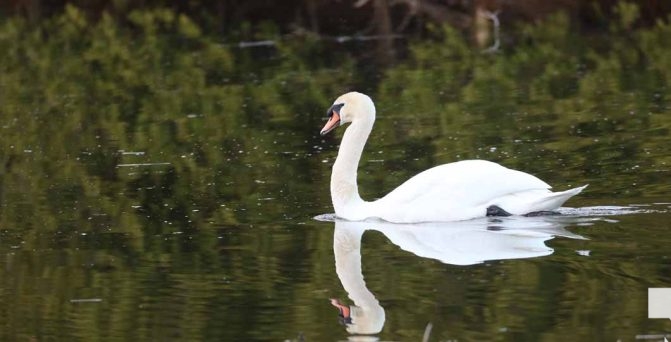 April 26, 2026 Swan1506