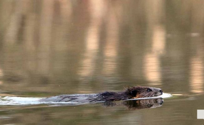April 28, 2026 Beaver Nawautin1440