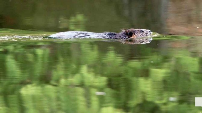 April 28, 2026 Beaver Nawautin1441