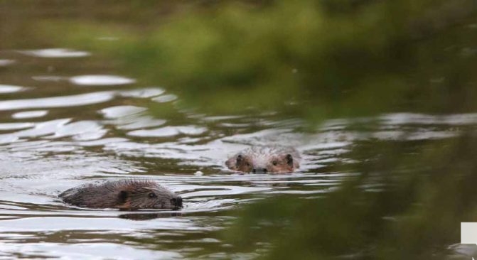 April 28, 2026 Beaver Nawautin1442