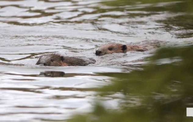 April 28, 2026 Beaver Nawautin1443