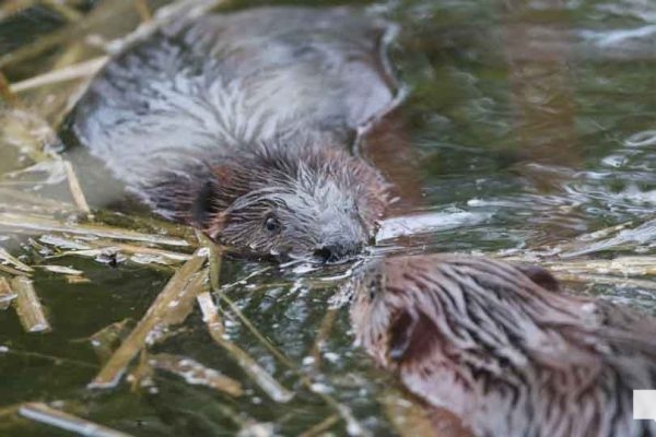 April 28, 2026 Beaver Nawautin1444