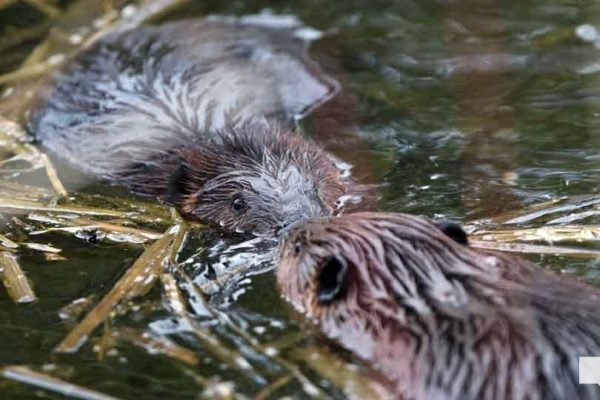 April 28, 2026 Beaver Nawautin1445