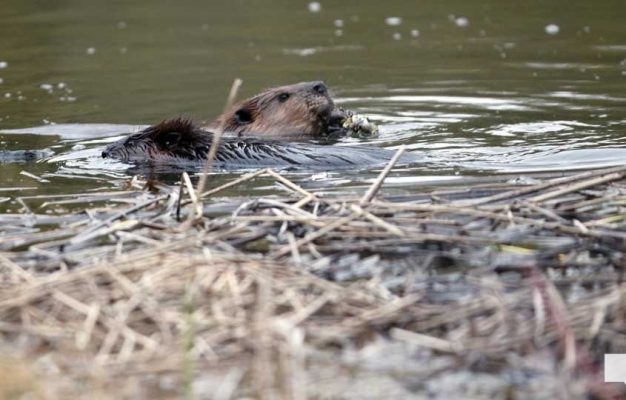 April 28, 2026 Beaver Nawautin1446