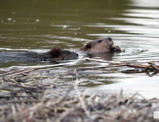April 28, 2026 Beaver Nawautin1447