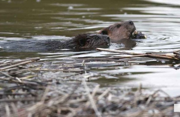 April 28, 2026 Beaver Nawautin1448