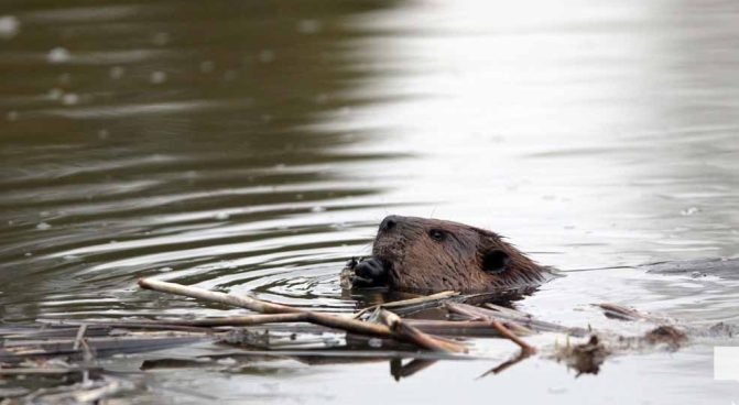 April 28, 2026 Beaver Nawautin1449