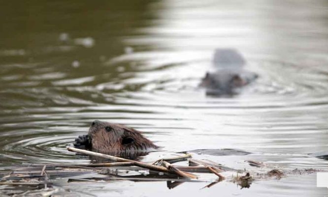 April 28, 2026 Beaver Nawautin1450