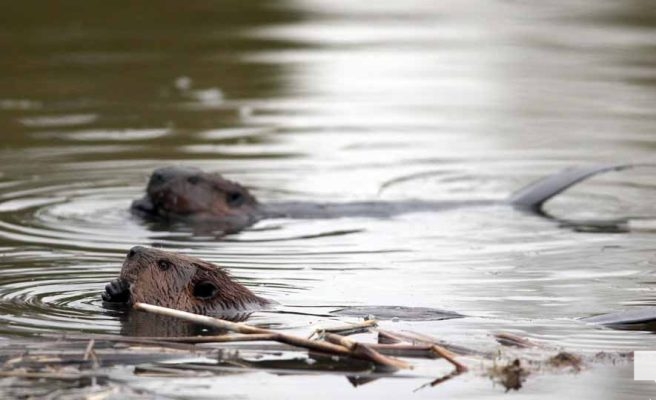 April 28, 2026 Beaver Nawautin1451