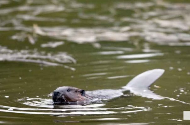 April 28, 2026 Beaver Nawautin1452