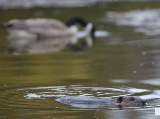 April 28, 2026 Beaver Nawautin1453