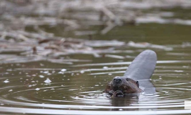 April 28, 2026 Beaver Nawautin1454