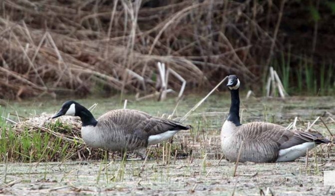 April 28, 2026 Geese Nawautin1456