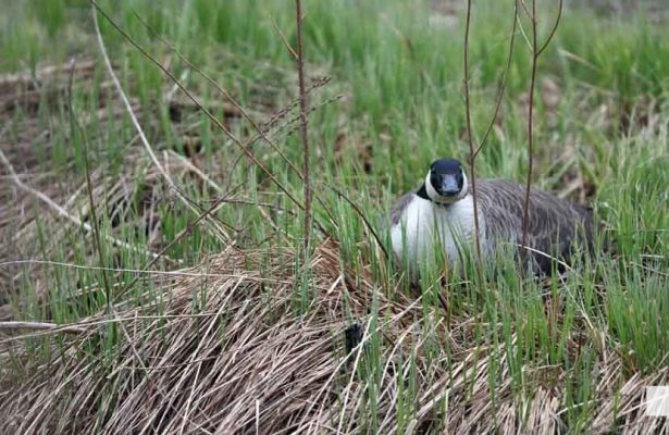 April 28, 2026 Geese Nawautin1457