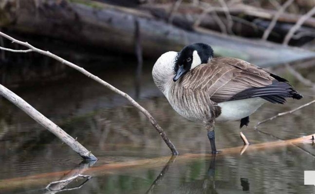 April 28, 2026 Geese Nawautin1458