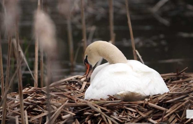 April 28, 2026 Swan Nawautin1459