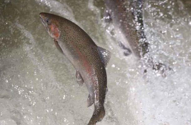 April 9, 2026 Rainbow Trout Corbetts Dam 0604