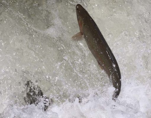 April 9, 2026 Rainbow Trout Corbetts Dam 0605