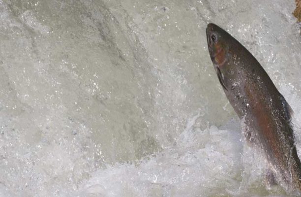 April 9, 2026 Rainbow Trout Corbetts Dam 0606