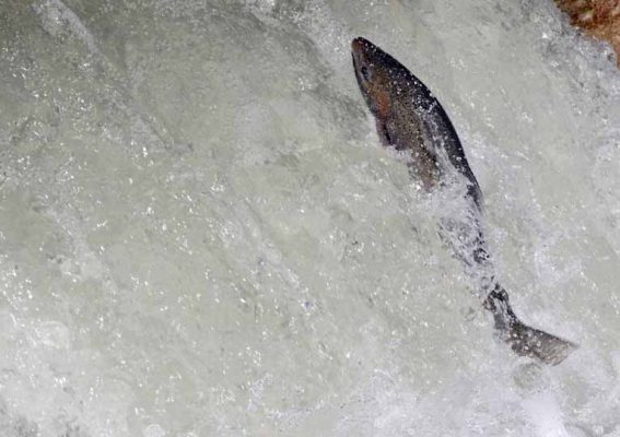 April 9, 2026 Rainbow Trout Corbetts Dam 0607