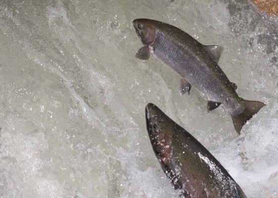 April 9, 2026 Rainbow Trout Corbetts Dam 0608