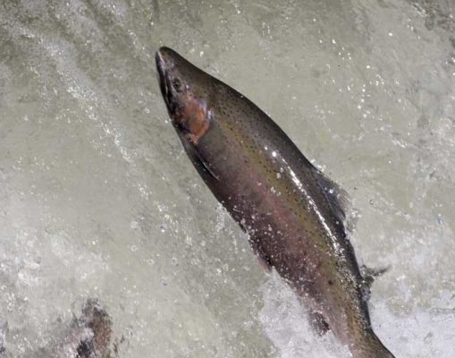 April 9, 2026 Rainbow Trout Corbetts Dam 0609
