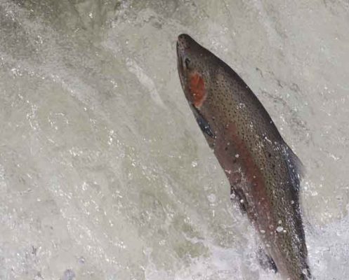 April 9, 2026 Rainbow Trout Corbetts Dam 0610