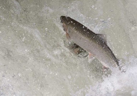 April 9, 2026 Rainbow Trout Corbetts Dam 0611